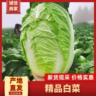河南通许白菜大量上市欢迎实地看货，洽谈合作代办代发