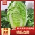 河南通许白菜大量上市欢迎实地看货，洽谈合作代办代发