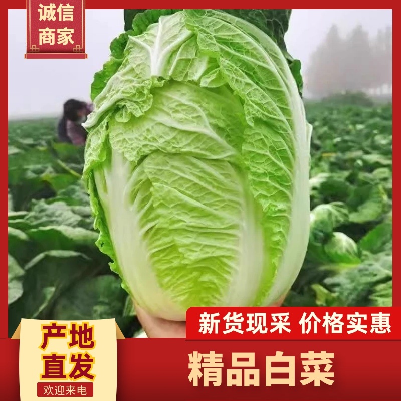 河南通许白菜大量上市欢迎实地看货，洽谈合作代办代发