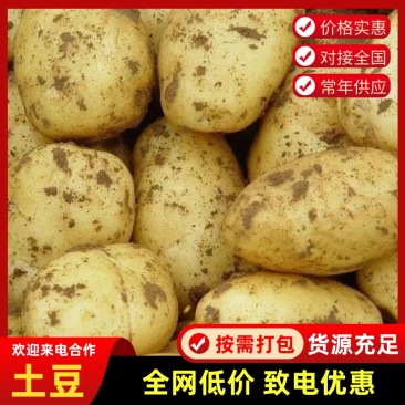 河南通许土豆大量上市欢迎采购商随时咨询实地看货