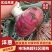 甘肃洋葱大量有货欢迎咨询实地看货洽谈合作洽谈合作
