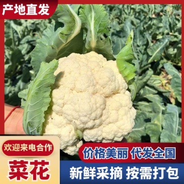 河南通许花菜大量上市，欢迎咨询实地看货基地直发