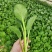 广东菜心菜苔甜菜心基地直供品质保证量大从优联