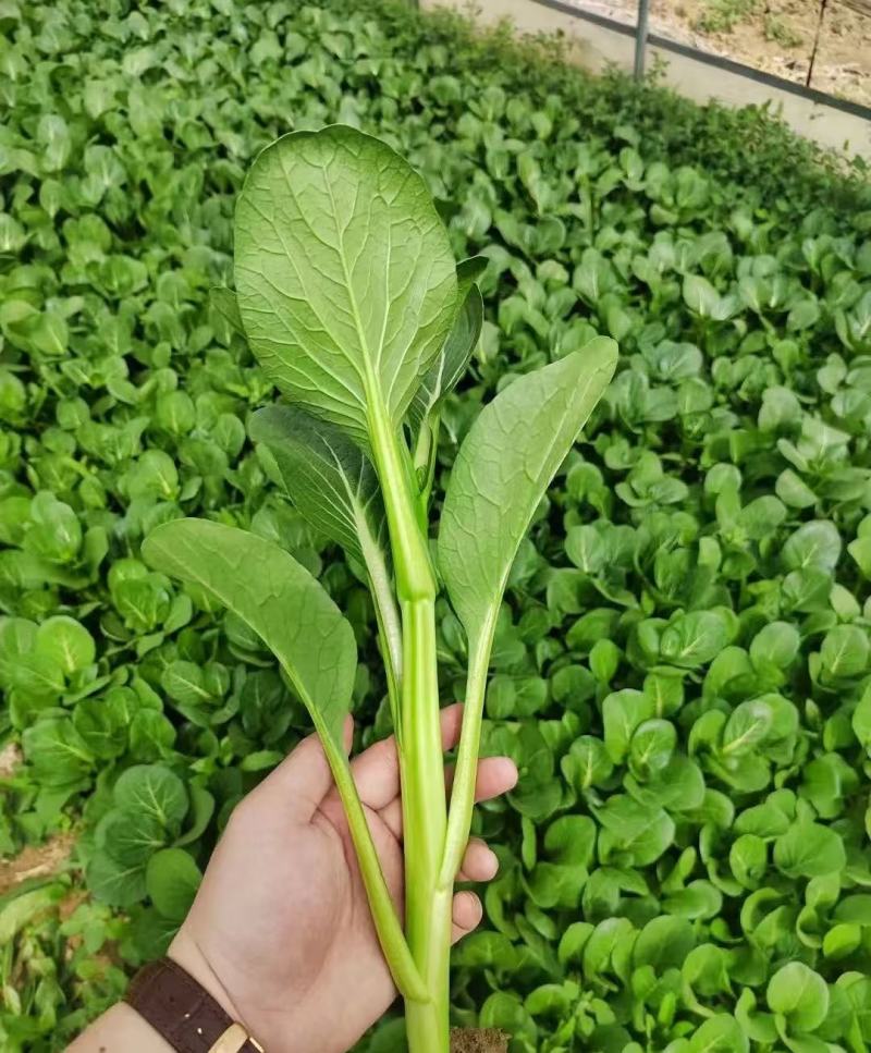 广东菜心菜苔甜菜心基地直供品质保证量大从优联