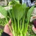 广东菜心菜苔甜菜心基地直供品质保证量大从优联