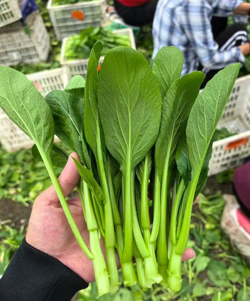 广东菜心菜苔甜菜心基地直供品质保证量大从优联