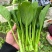 广东菜心菜苔甜菜心基地直供品质保证量大从优联