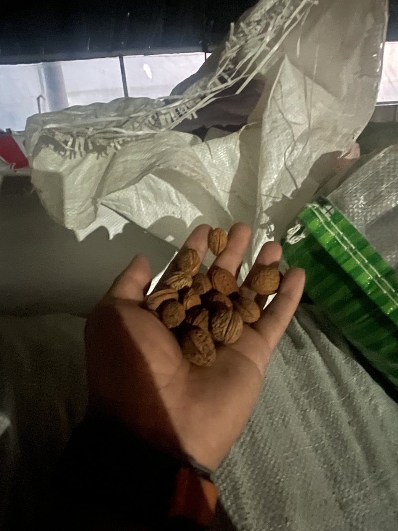 桃核40+吨大量出售看桃核辽宁鞍山
