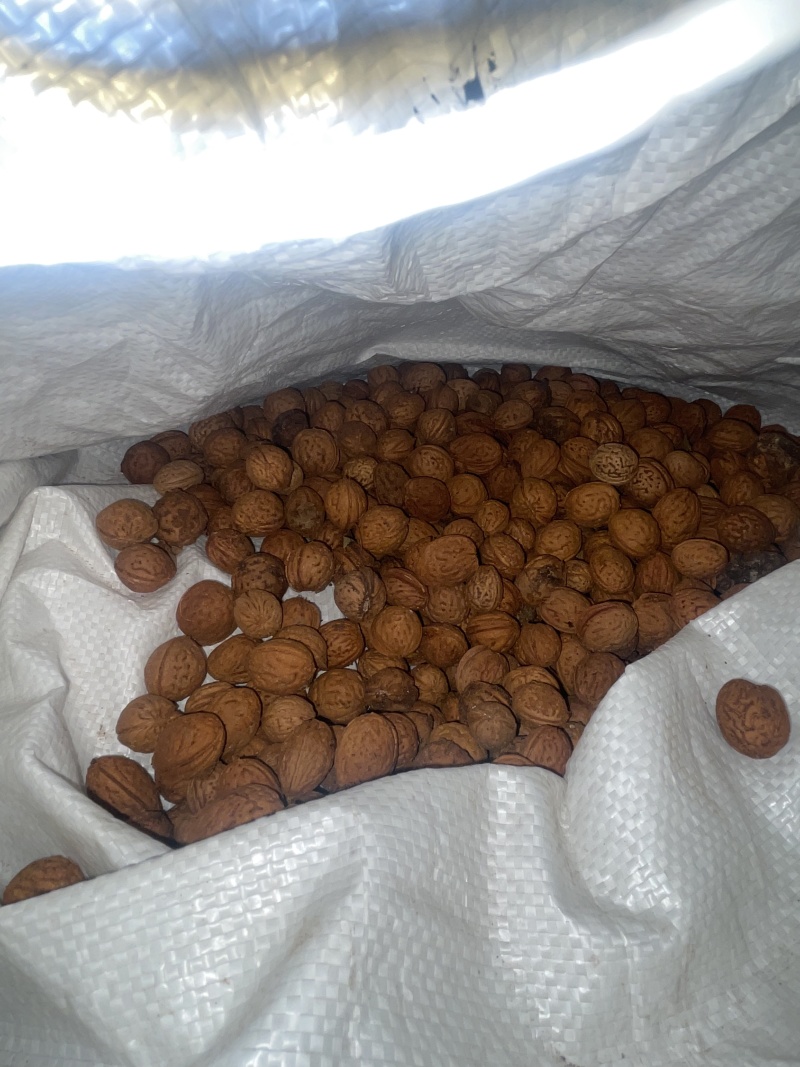 桃核40+吨大量出售看桃核辽宁鞍山
