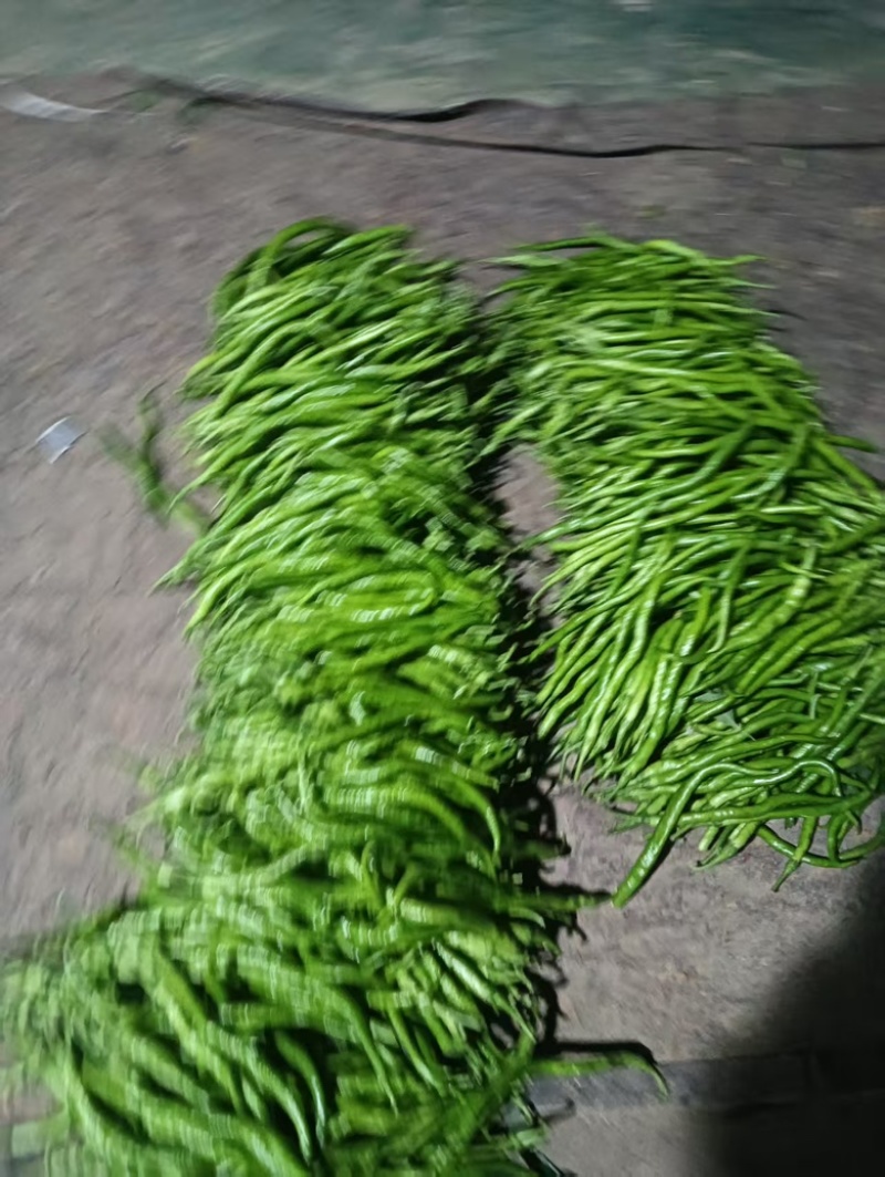 线椒新鲜鲜辣椒大量供应安阳产地直发对接全国客户