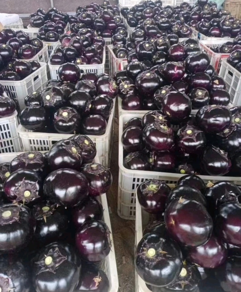莘县紫光圆茄大量上市，品质保证，量大从优，一手货源。一件