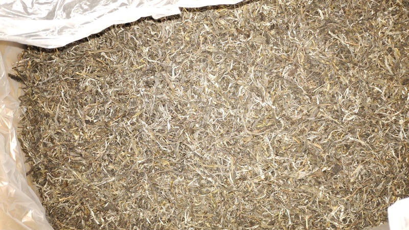 普洱茶（生茶）古树散茶南糯山原产地茶农直供
