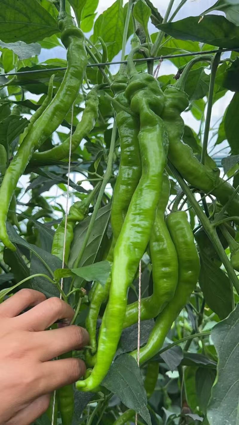 螺丝椒四川产区直发保质保量供货一手货源