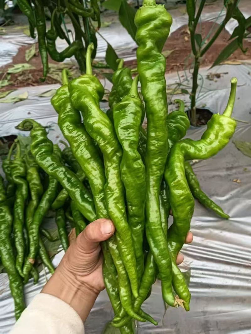 螺丝椒四川产区直发保质保量供货一手货源