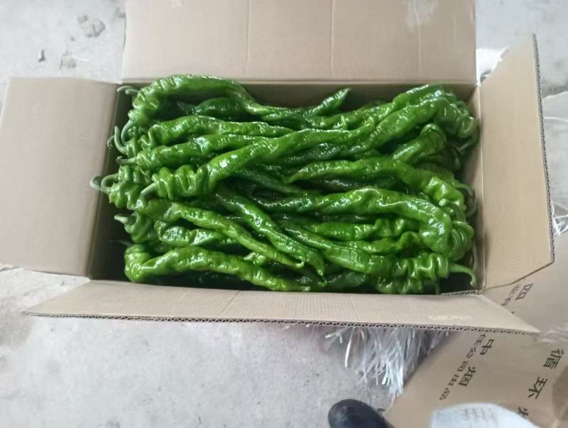 螺丝椒四川产区直发保质保量供货一手货源