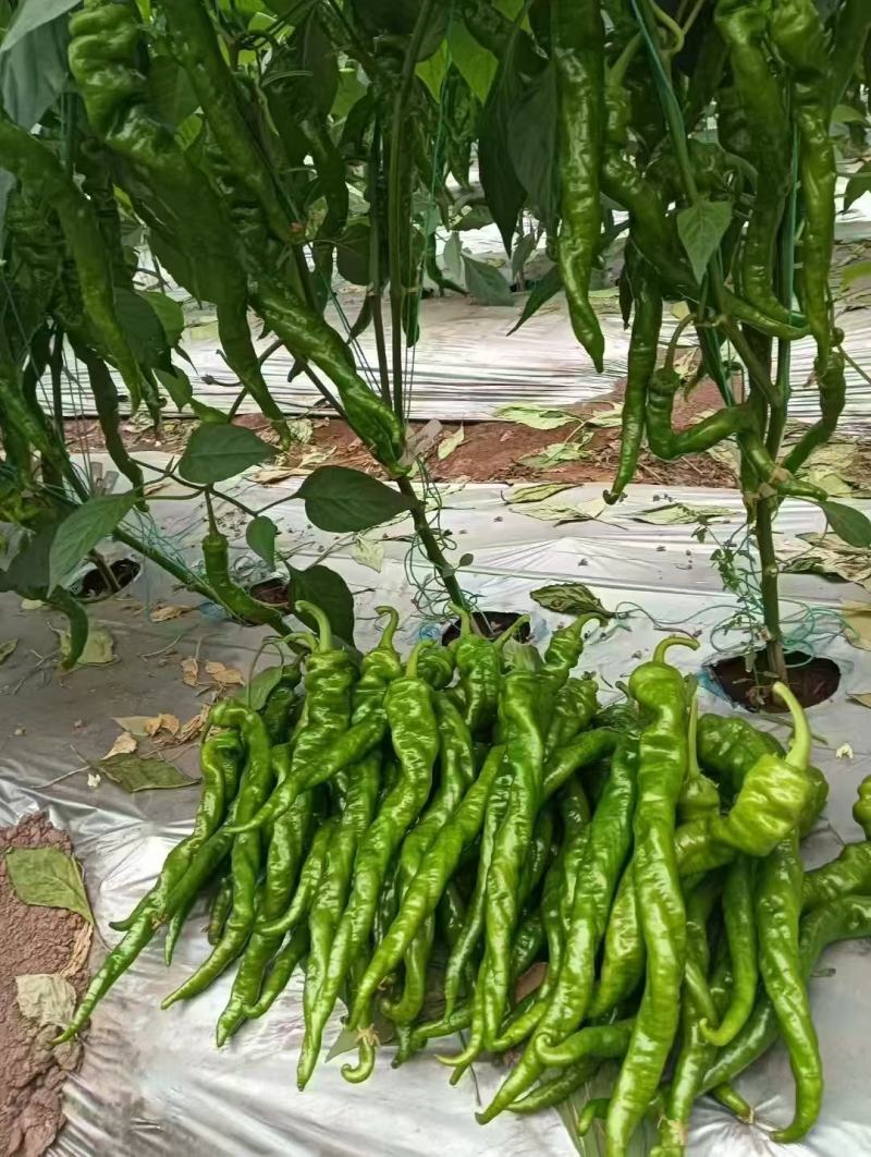 螺丝椒四川产区直发保质保量供货一手货源
