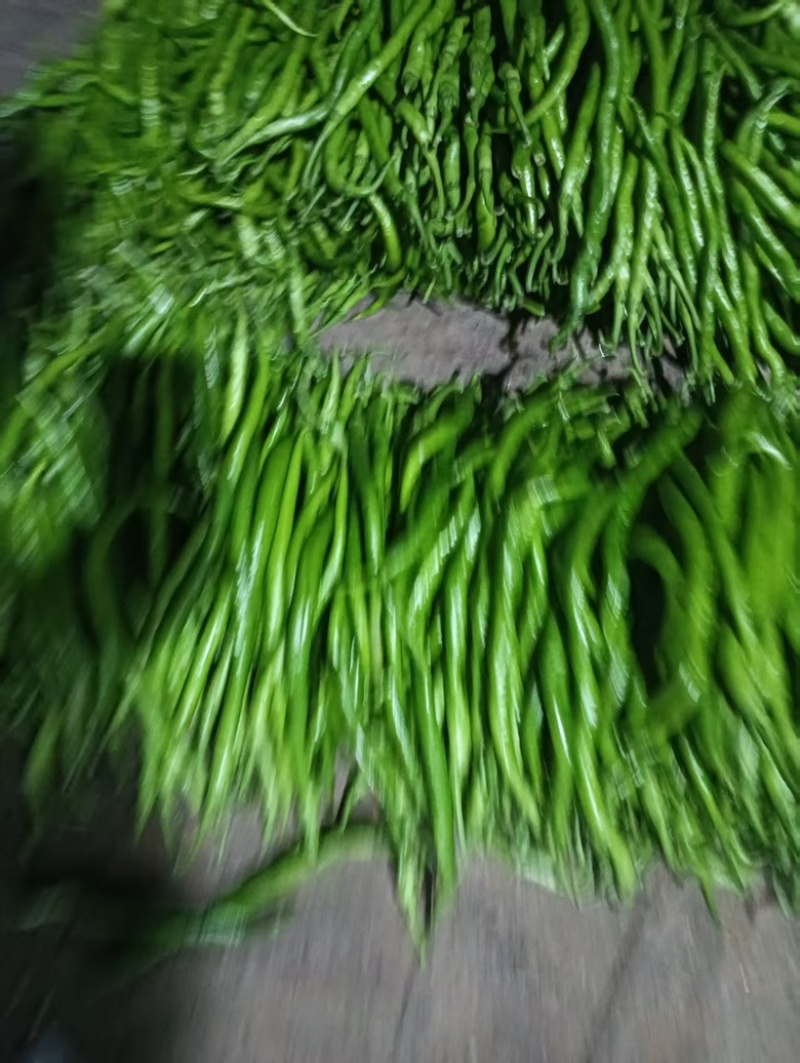 线椒新鲜鲜辣椒大量供应安阳产地直发对接全国客户