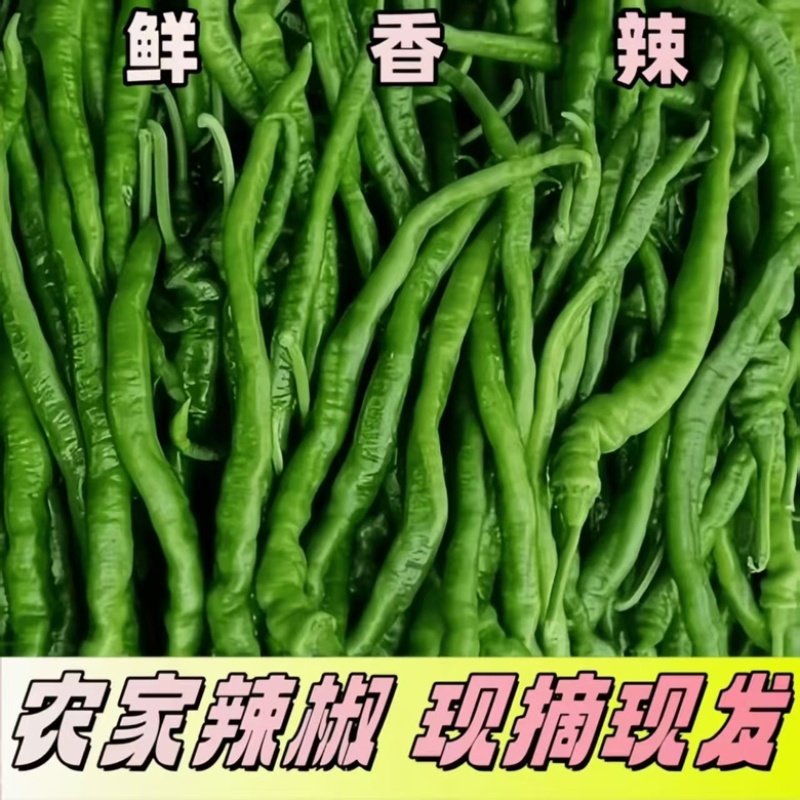 线椒新鲜鲜辣椒大量供应安阳产地直发对接全国客户