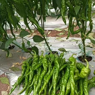 螺丝椒四川产区直发保质保量供货一手货源