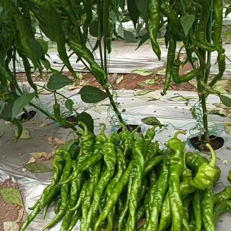 螺丝椒四川产区直发保质保量供货一手货源