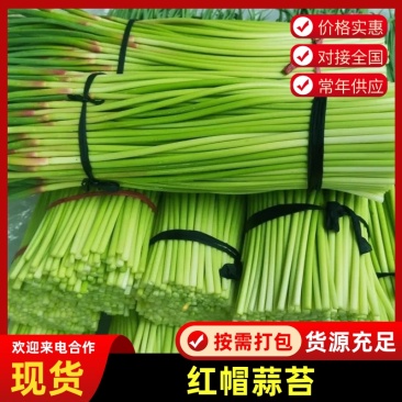 河南通许基地蒜苔全年有货大量有货专业代办多年
