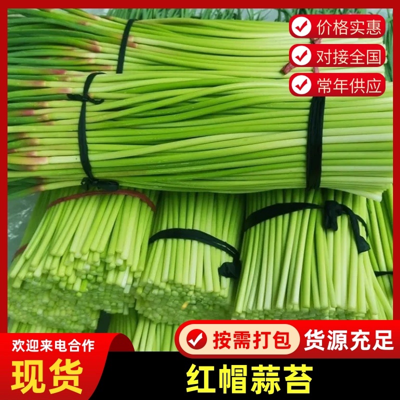 河南通许基地蒜苔全年有货大量有货专业代办多年