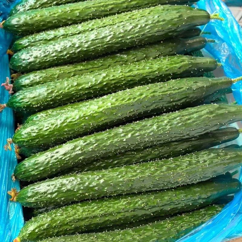 【实力】莘县密刺黄瓜大量上市品质保证量大从优一手货源