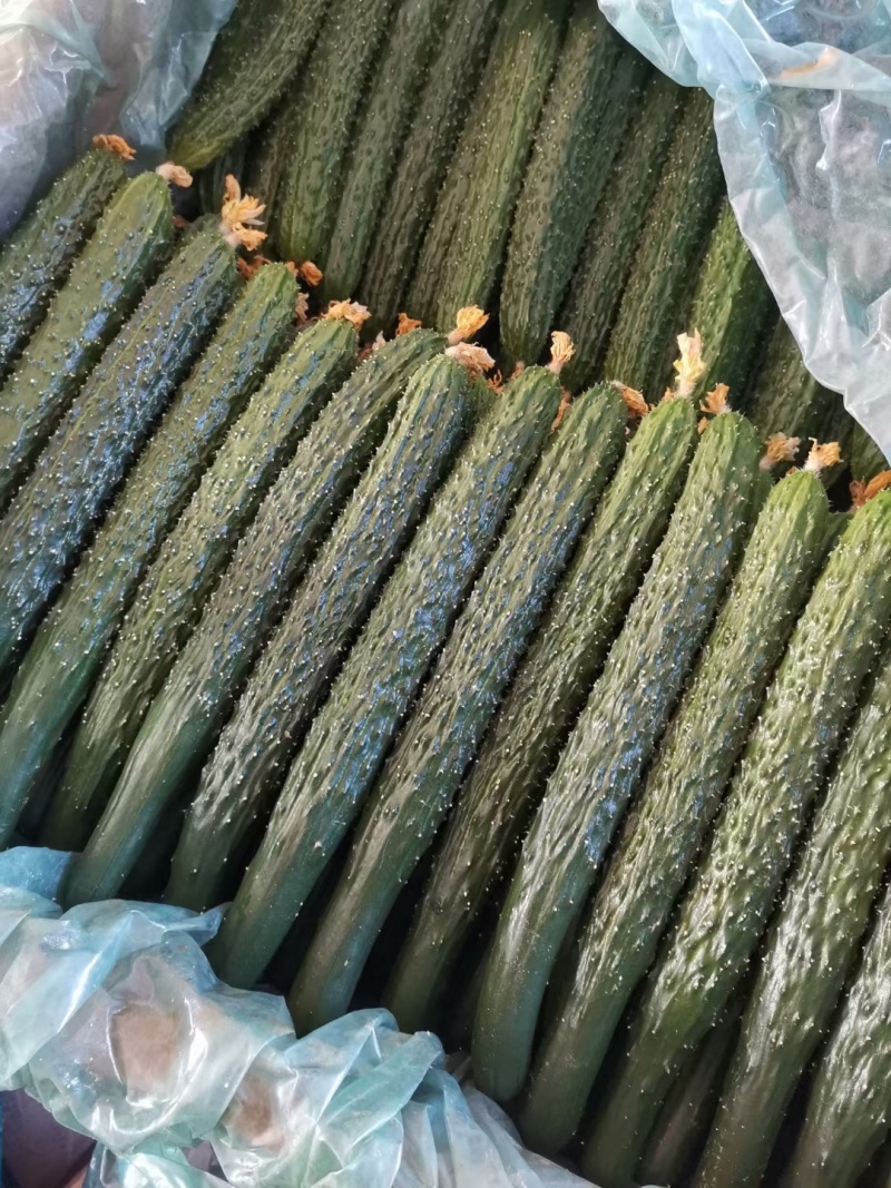 【实力】莘县密刺黄瓜大量上市品质保证量大从优一手货源