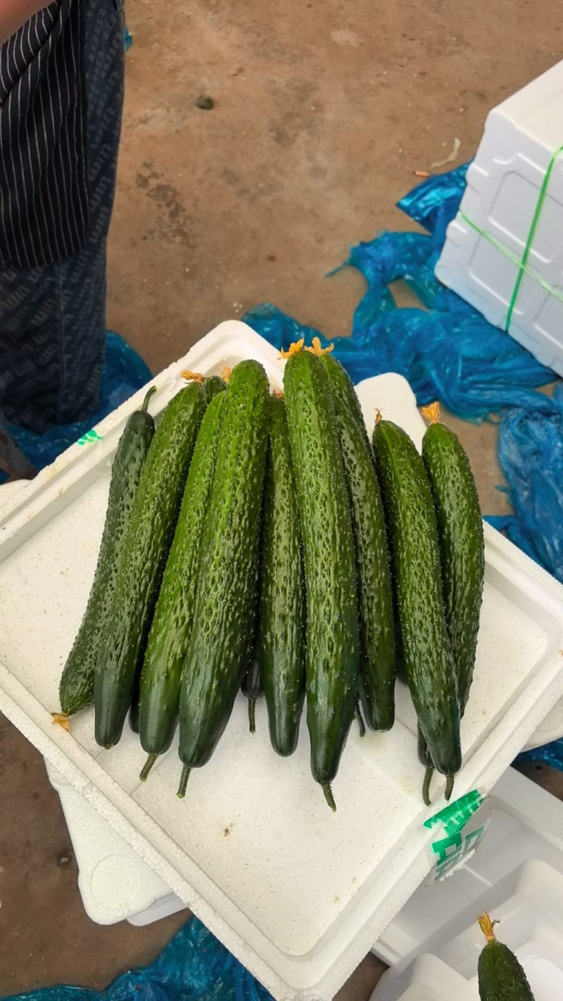 【实力】莘县密刺黄瓜大量上市品质保证量大从优一手货源