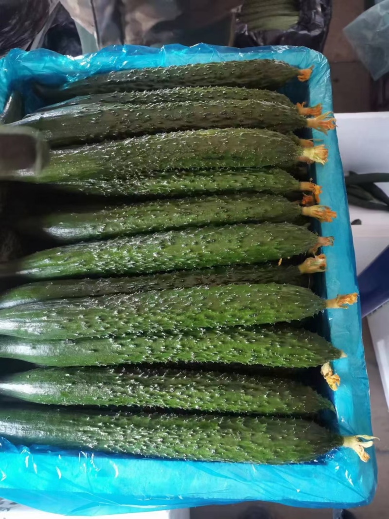 【实力】莘县密刺黄瓜大量上市品质保证量大从优一手货源