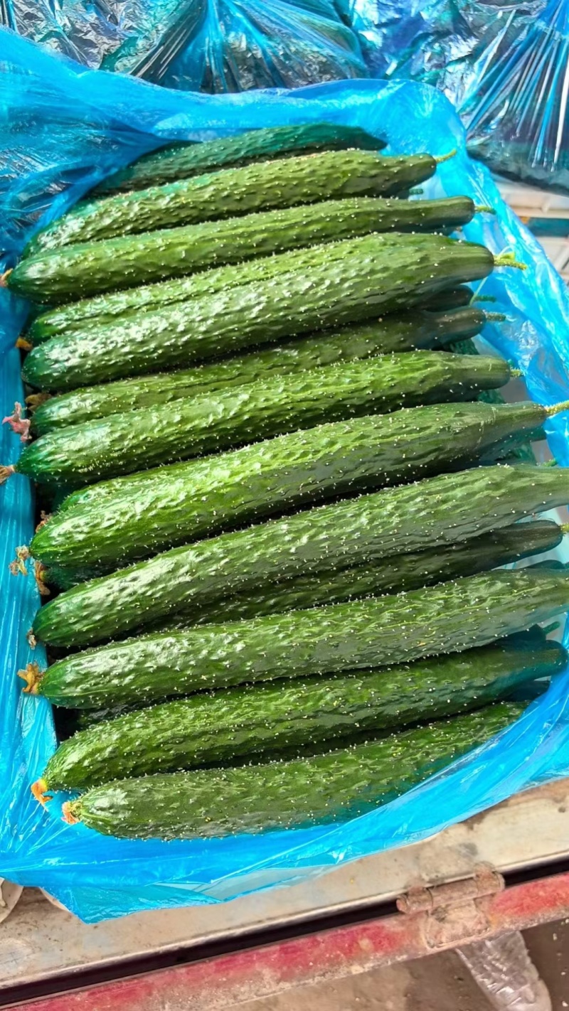 【实力】莘县密刺黄瓜大量上市品质保证量大从优一手货源