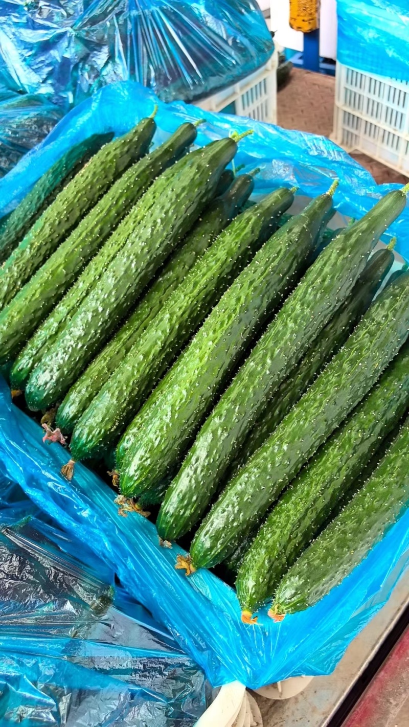 【实力】莘县密刺黄瓜大量上市品质保证量大从优一手货源