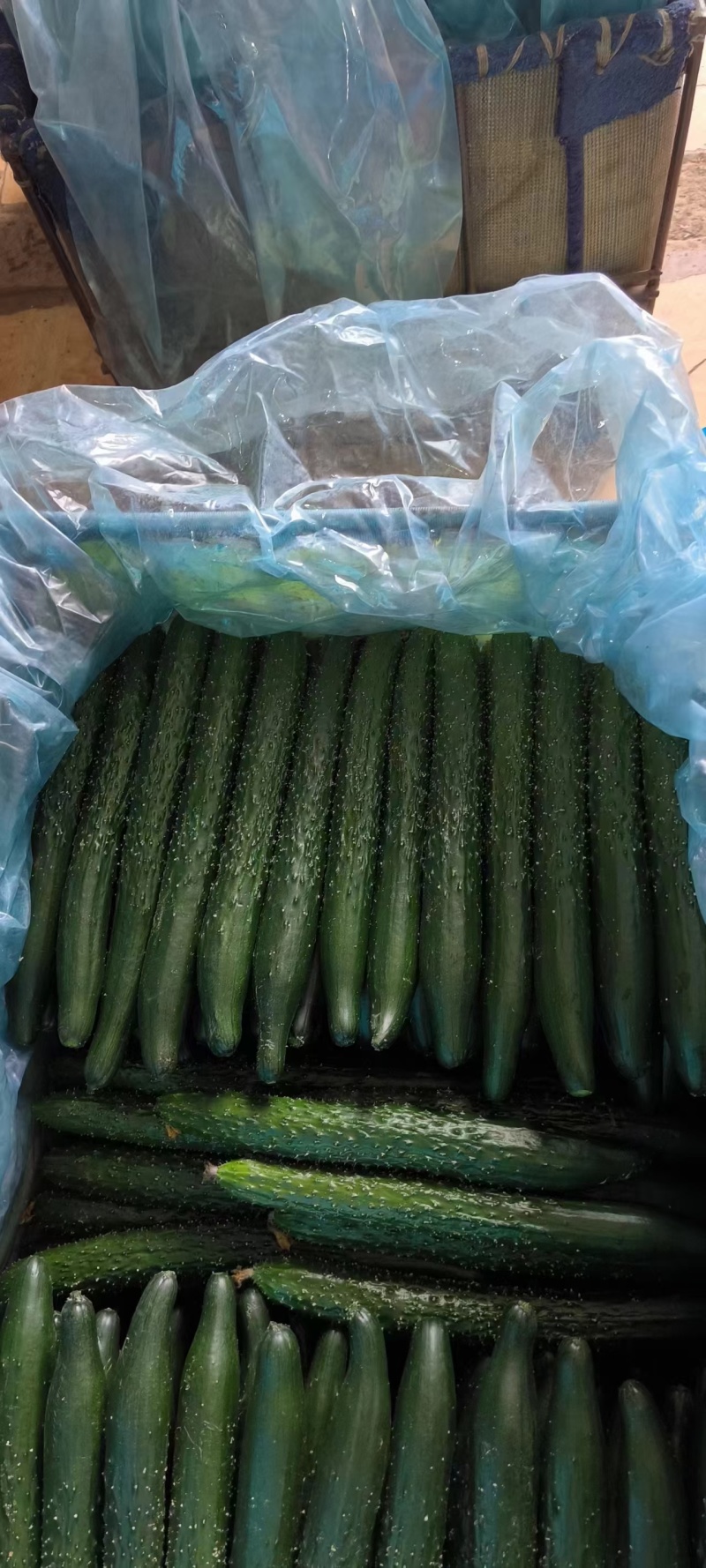 【实力】莘县密刺黄瓜大量上市品质保证量大从优一手货源