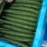 【实力】莘县密刺黄瓜大量上市品质保证量大从优一手货源