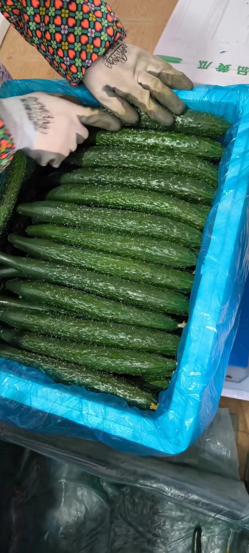 【实力】莘县密刺黄瓜大量上市品质保证量大从优一手货源