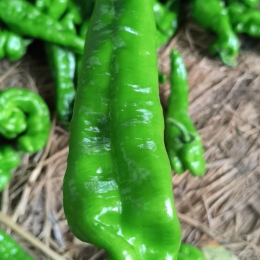 商丘夏邑鲜辣椒301辣椒大青椒一手货源可视频看货欢迎咨询