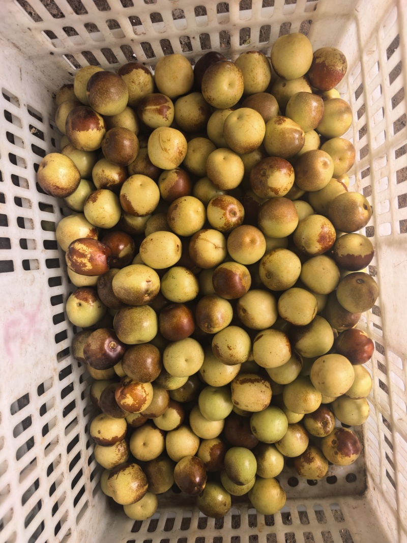 陕西大荔冬枣，产地直供大量有货对接超市档口批发市场等