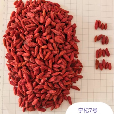 宁杞七号，七号红枸杞，大量现货厂家一手货源品质保障
