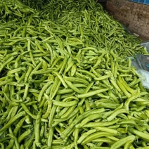 【推荐】莘县尖椒大量上市，品质保证，量大从优，一手货源