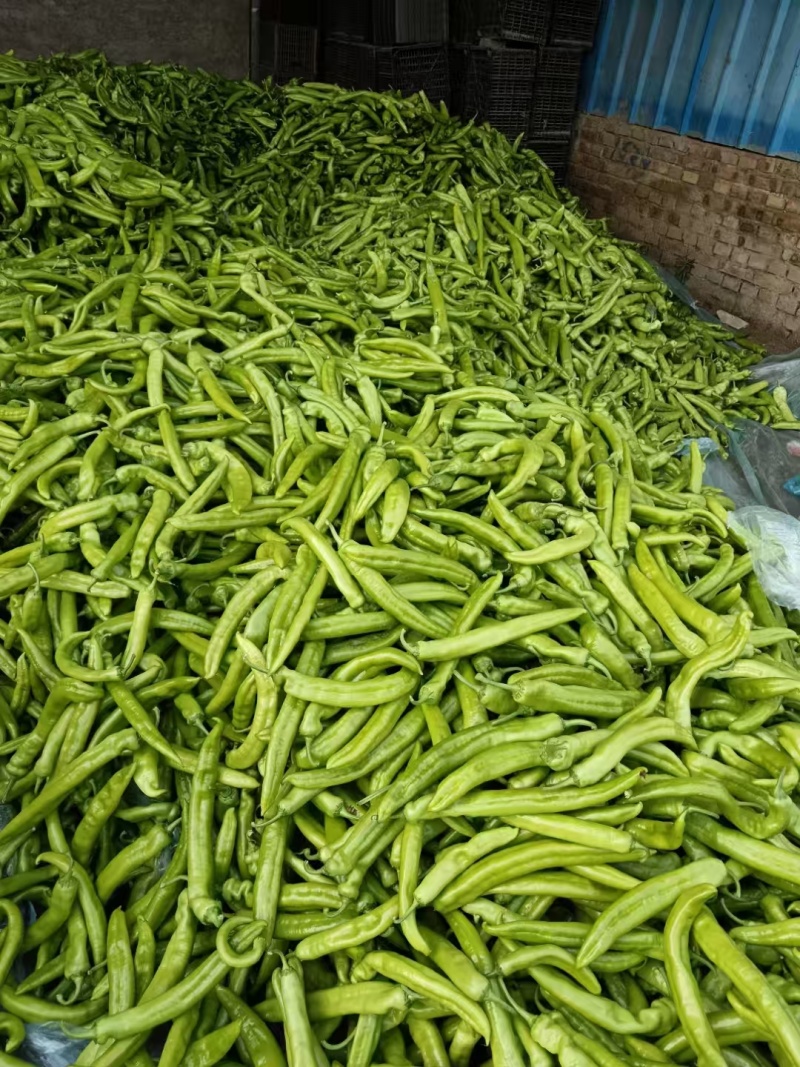 【推荐】莘县尖椒大量上市，品质保证，量大从优，一手货源