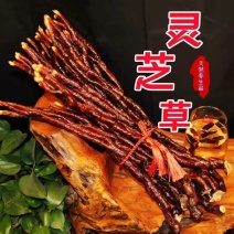 鹿角灵芝正品干品灵芝草中药材合作共赢诚信经营