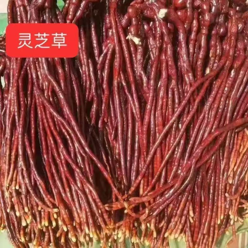 鹿角灵芝正品干品灵芝草中药材合作共赢诚信经营