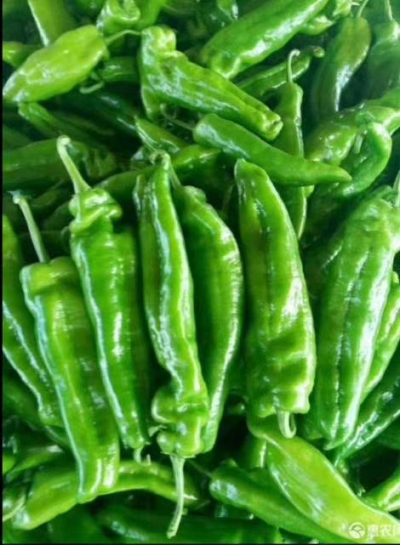 【推荐】莘县尖椒大量上市，品质保证，量大从优，一手货源