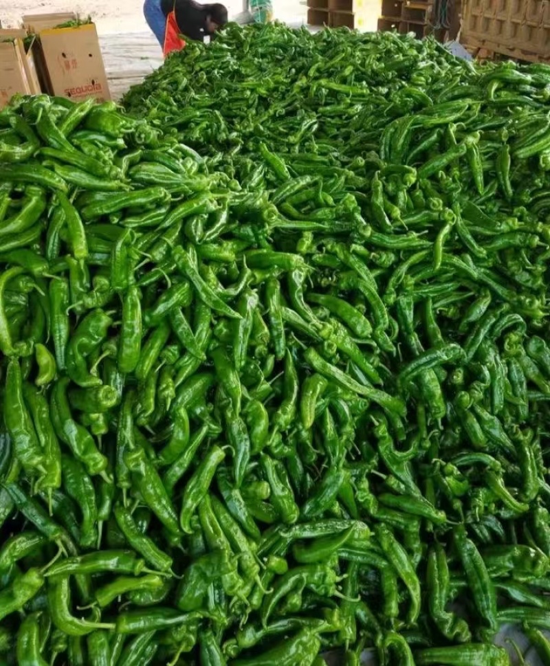 【推荐】莘县尖椒大量上市，品质保证，量大从优，一手货源