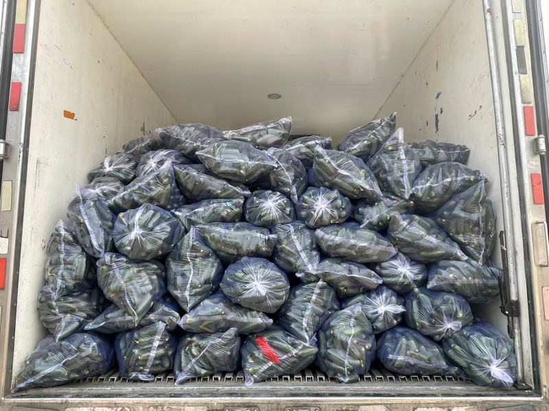 【山东黄瓜】玛莎黄瓜水果黄瓜产地直供可供全国商超电商社区