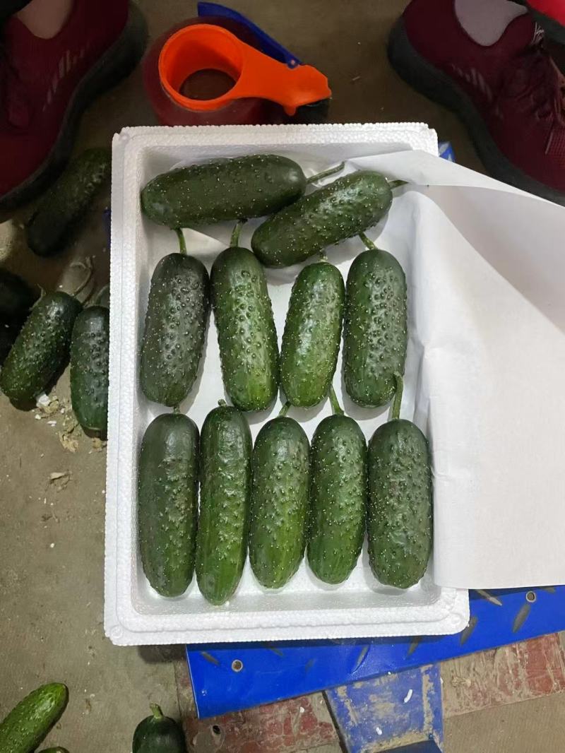 【山东黄瓜】玛莎黄瓜水果黄瓜产地直供可供全国商超电商社区