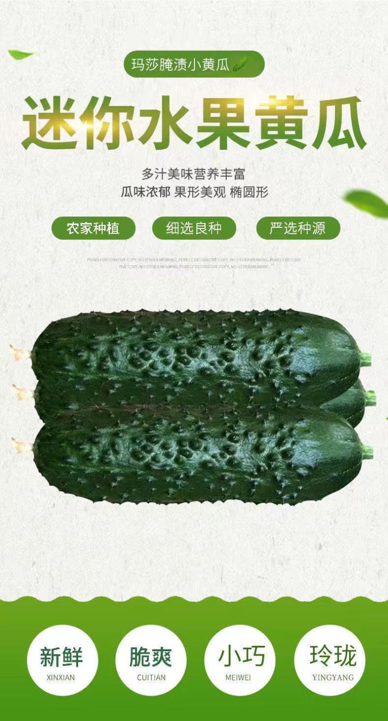 【山东黄瓜】玛莎黄瓜水果黄瓜产地直供可供全国商超电商社区