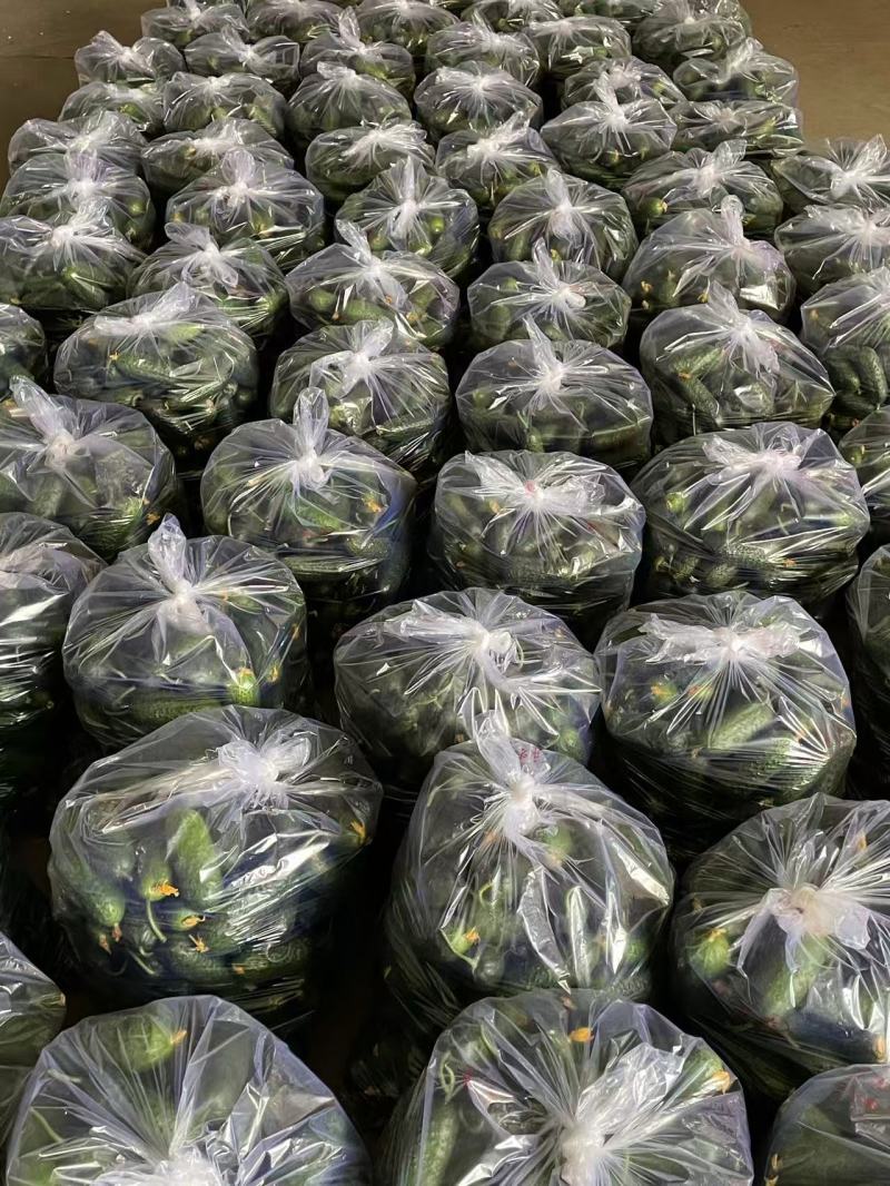 俄罗斯玛莎黄瓜精品水果黄瓜，产地直供，支持视频看货