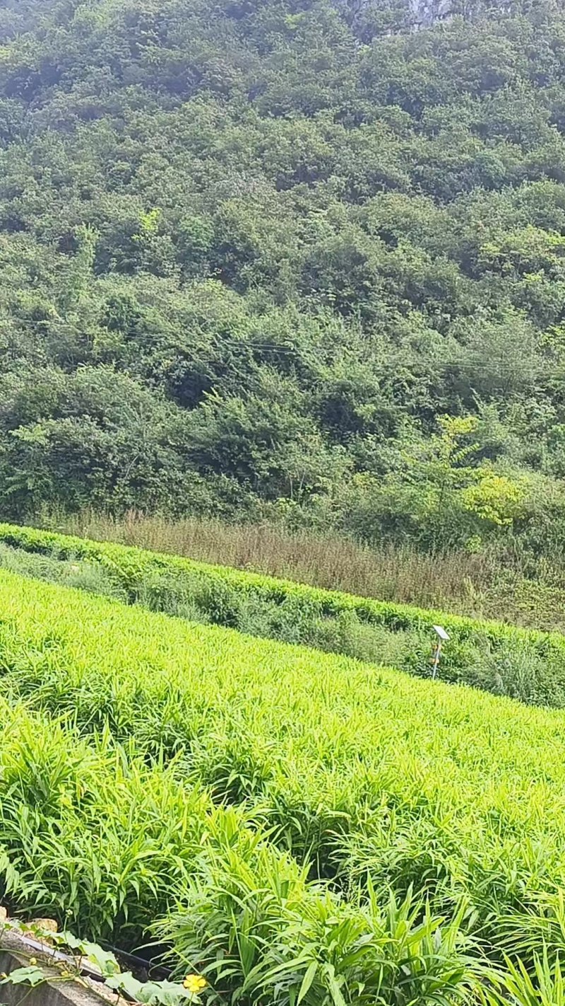 红芽姜贵州生姜小黄姜生姜，产地一手货源，品质保证视频看货