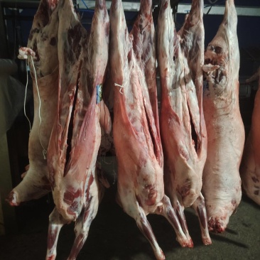 剃肉分割一级品质